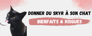 Skyr Chat