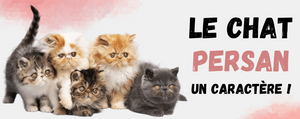 Chat Persan Caractère