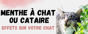 Menthe a chat Cataire Chat
