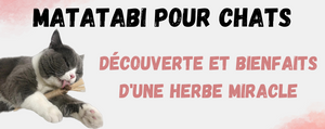 Matatabi pour chat