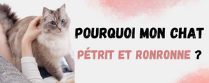 Pourquoi mon chat Pétrit et Ronronne ?